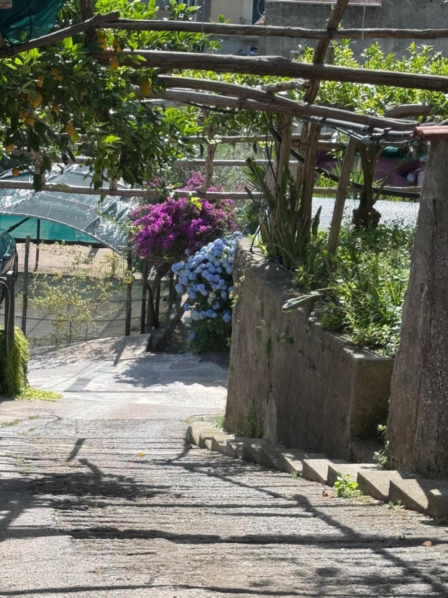 マイオーリIl Limoneto Di Teresa Amalfi Coastアパートメント エクステリア 写真